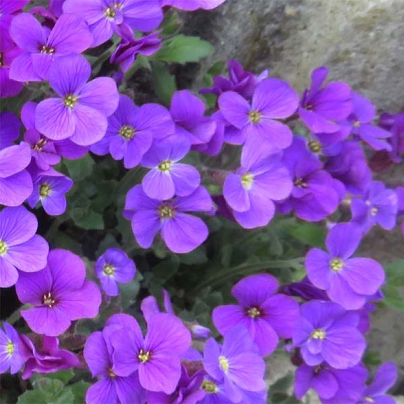 Blaukissen Cascade Purple - Aubrieta (Blüte)