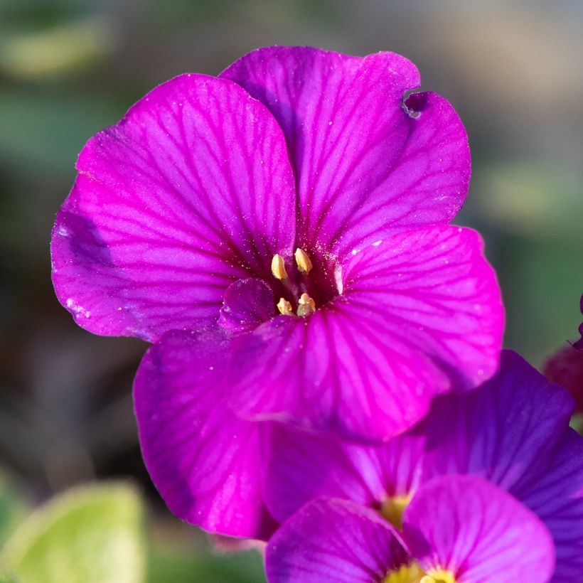 Blaukissen Elsa Lancaster - Aubrieta (Blüte)