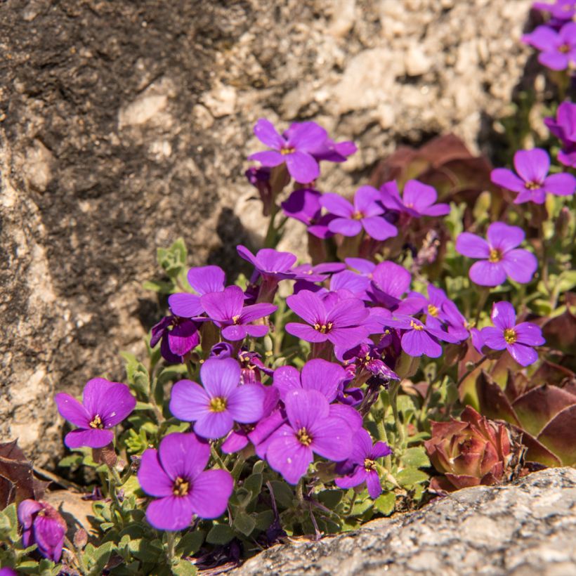 Blaukissen Elsa Lancaster - Aubrieta (Hafen)