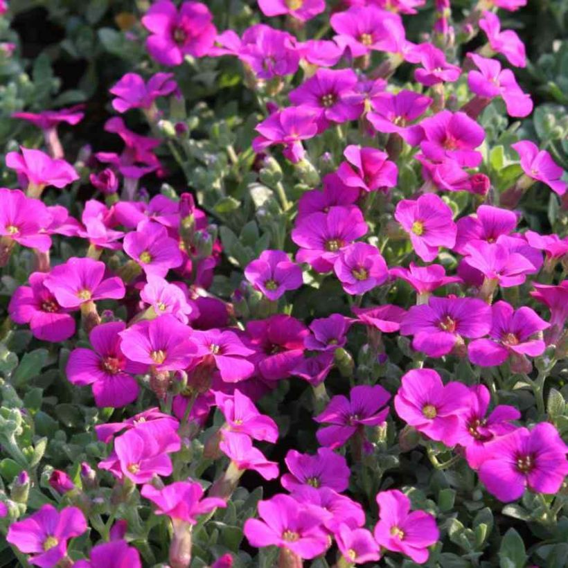 Blaukissen Rose-Red - Aubrieta (Blüte)