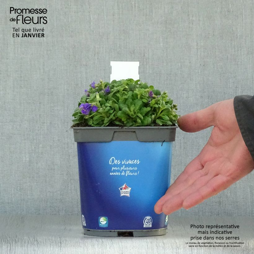 Exemplar von Aubriete Kitte® Bleu (Blue)  - Aubrieta x gracilis en pot de 2/3 L Pot de 2L/3L wie im Winter geliefert