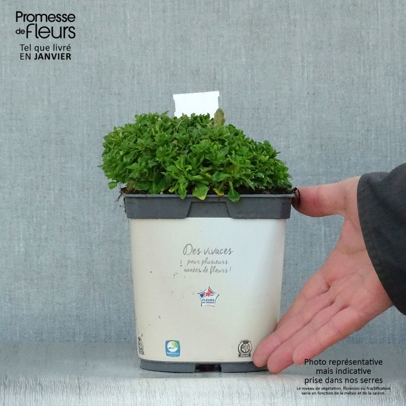 Exemplar von Aubriète Kitte White Pot de 2L/3L wie im Winter geliefert