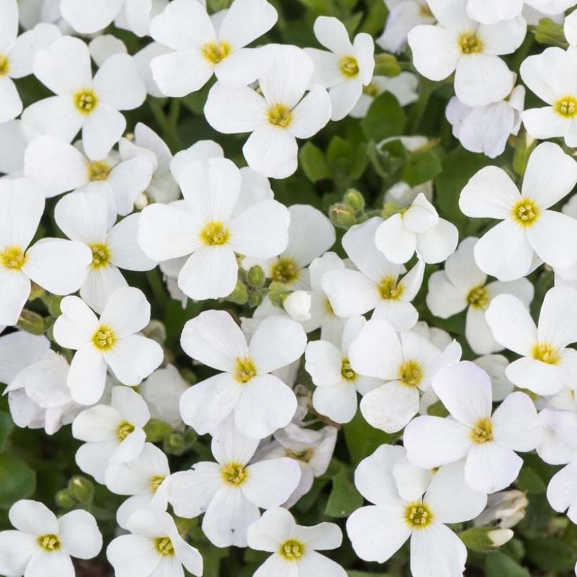 Blaukissen Kitte White - Aubrieta (Blüte)