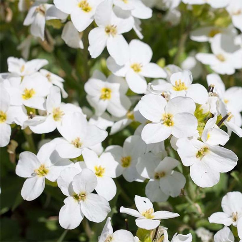 Blaukissen Fiona - Aubrieta (Blüte)