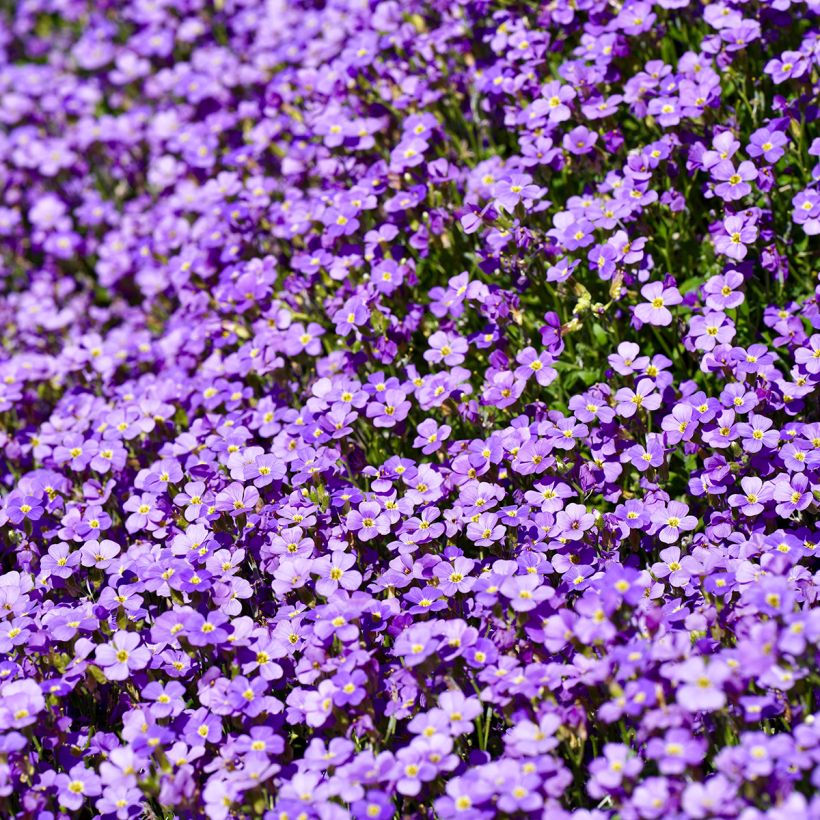 Blaukissen Cascade Blue - Aubrieta (Blüte)