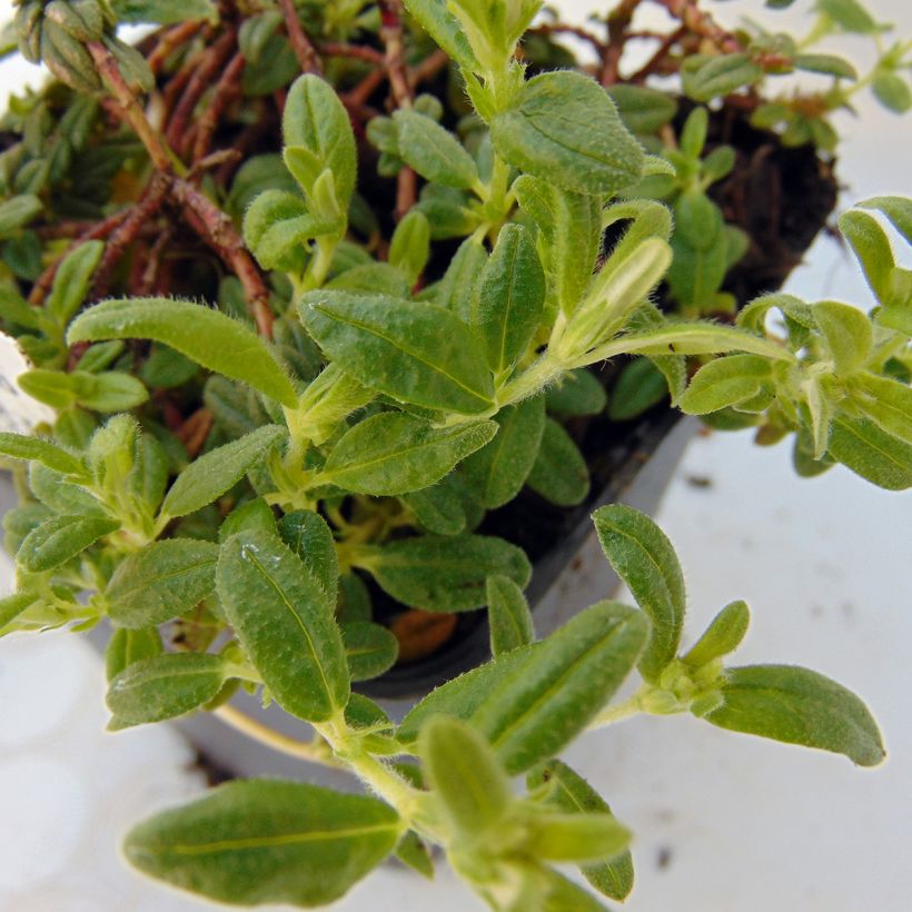 Blaukissen Cascade Red - Aubrieta (Laub)