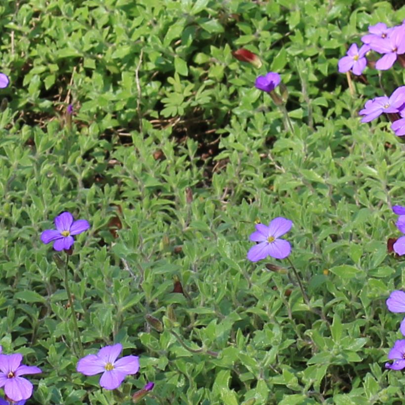 Aubrieta canescens ssp. cilicica - Blaukissen (Laub)