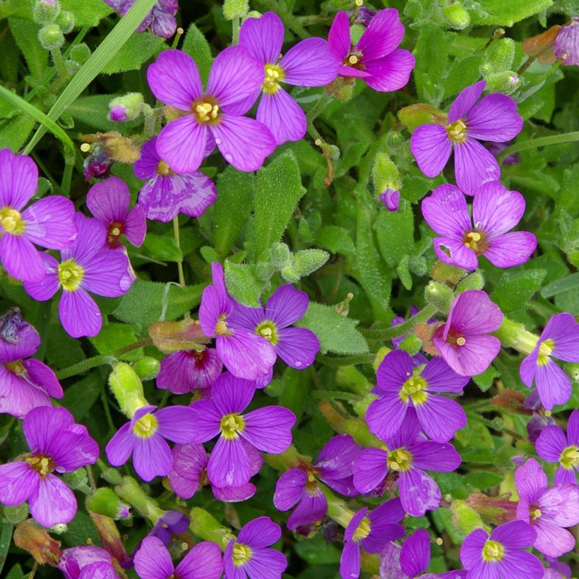 Aubrieta canescens ssp. cilicica - Blaukissen (Blüte)