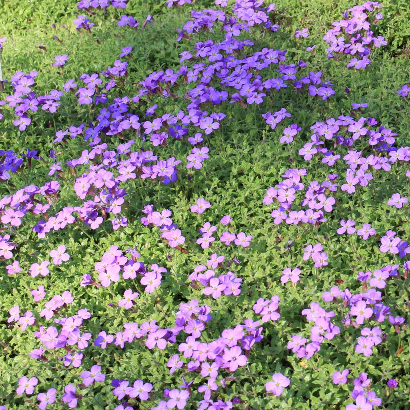 Aubrieta canescens ssp. cilicica - Blaukissen (Hafen)