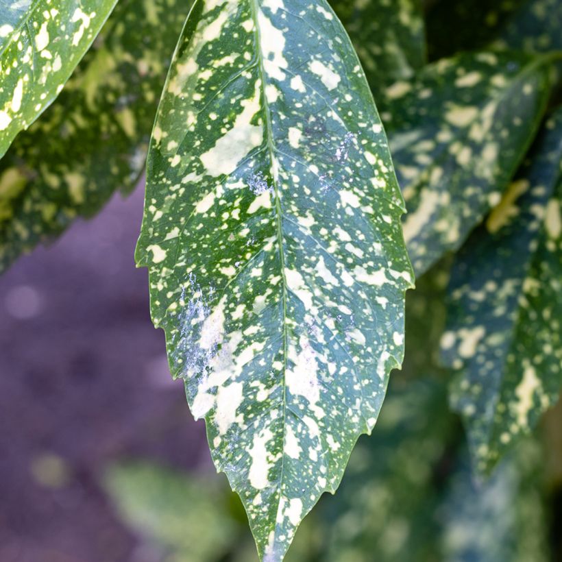 Aucuba japonica Crotonifolia - Japanische Goldorange (Laub)