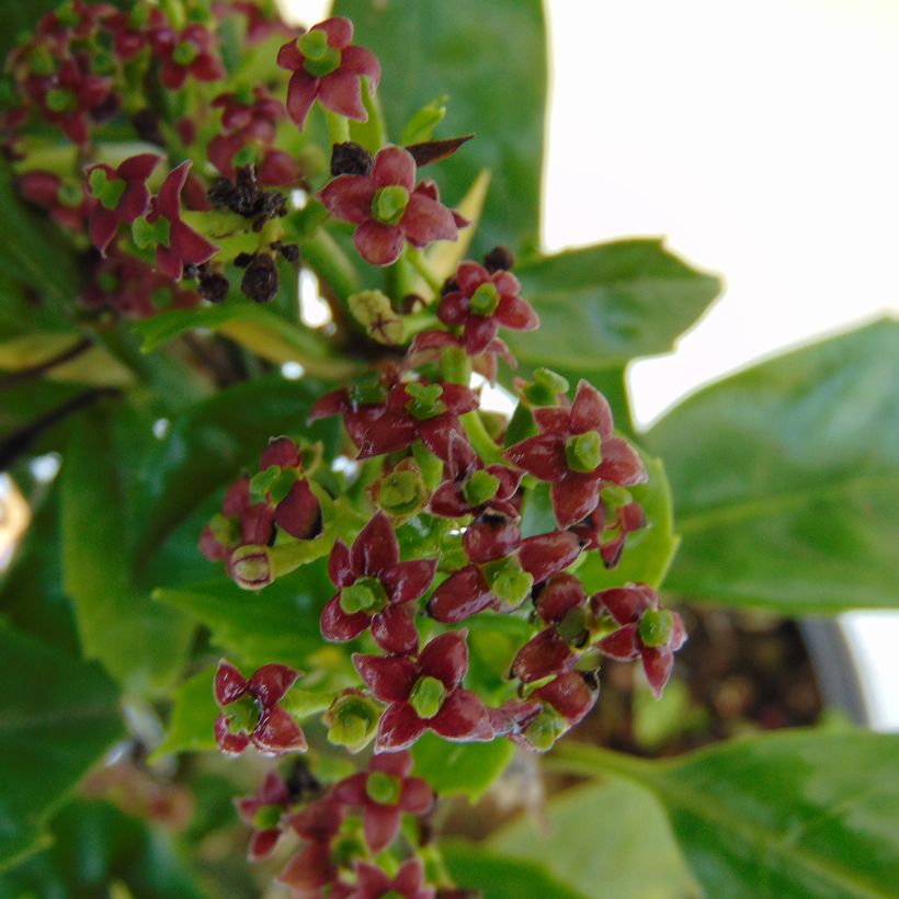 Aucuba japonica - Japanische Goldorange (Blüte)