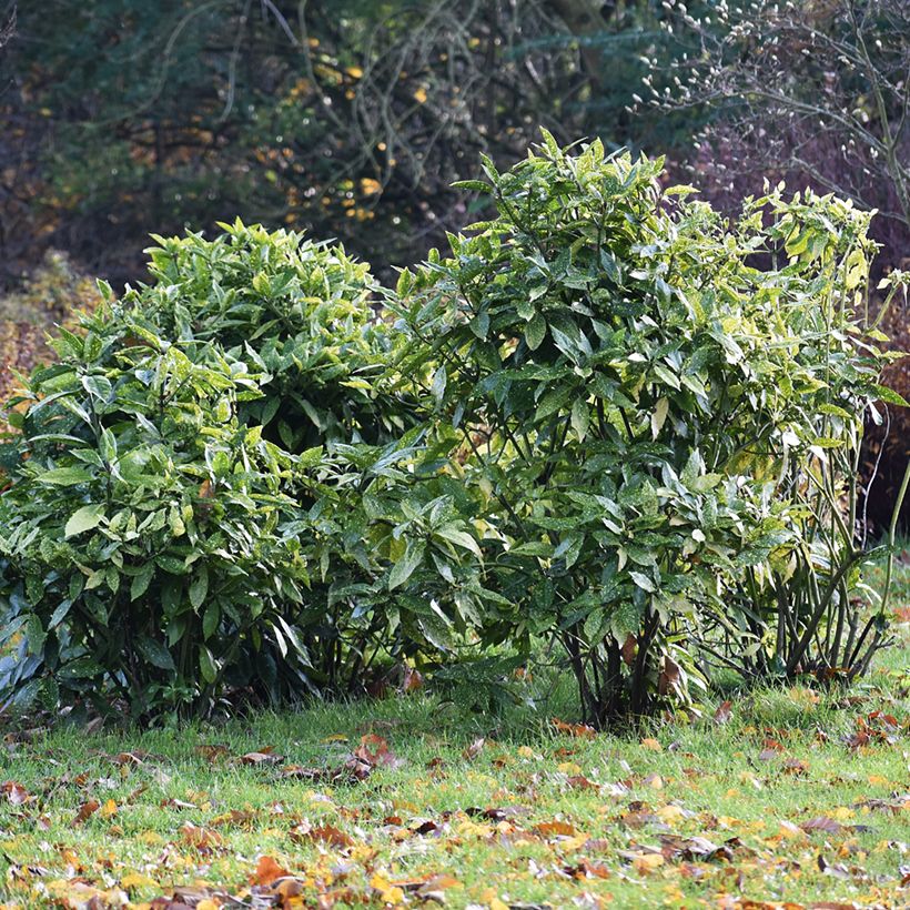 Aucuba japonica - Japanische Goldorange (Hafen)