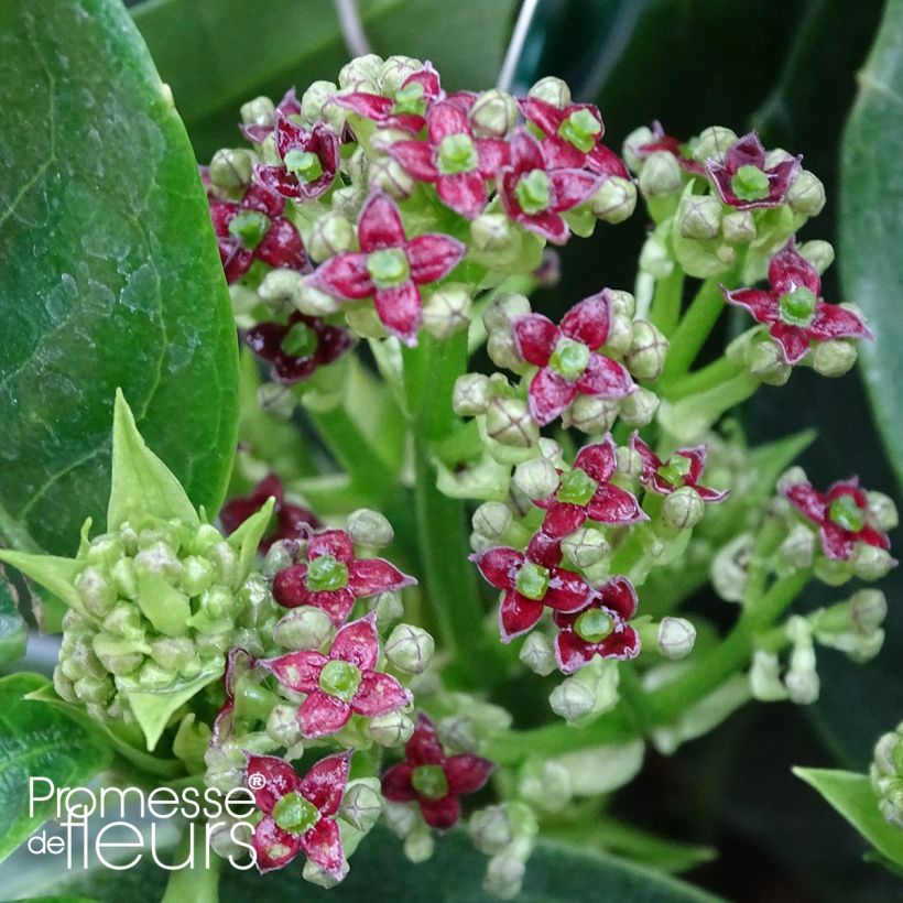 Aucuba japonica Rozannie - Japanische Goldorange (Blüte)