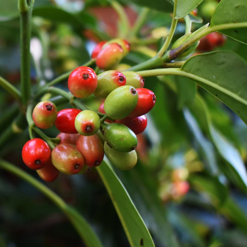 Aucuba japonica Rozannie - Japanische Goldorange (Ernte)