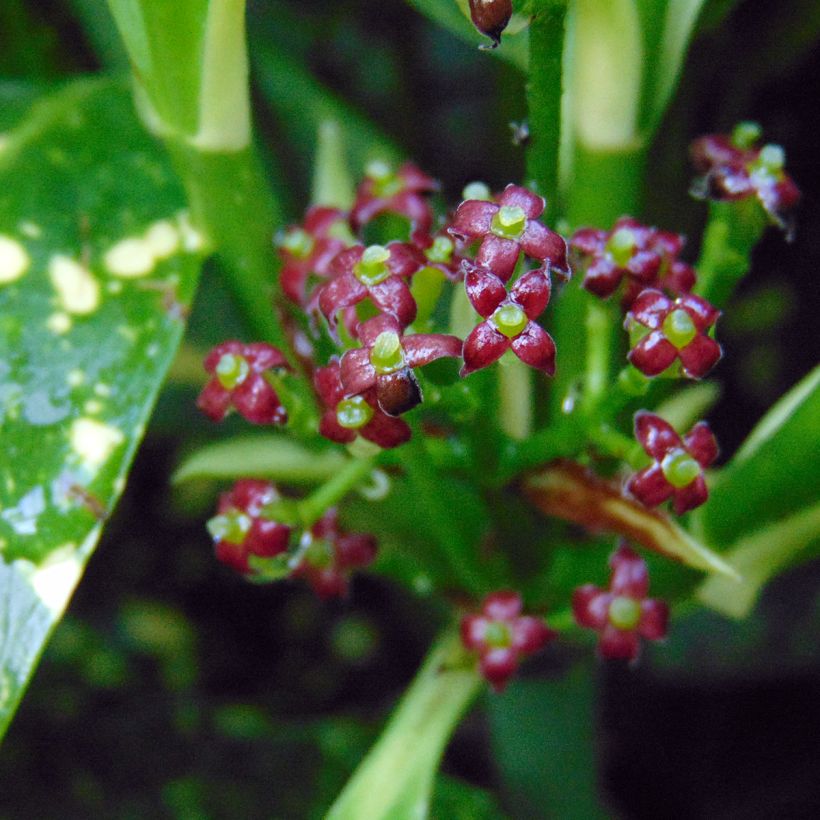 Aucuba japonica Variegata - Japanische Goldorange (Blüte)