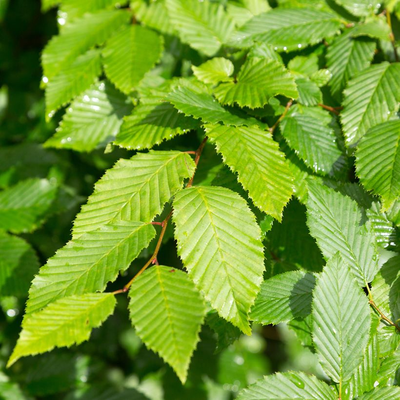 Alnus incana - Grau-Erle (Laub)