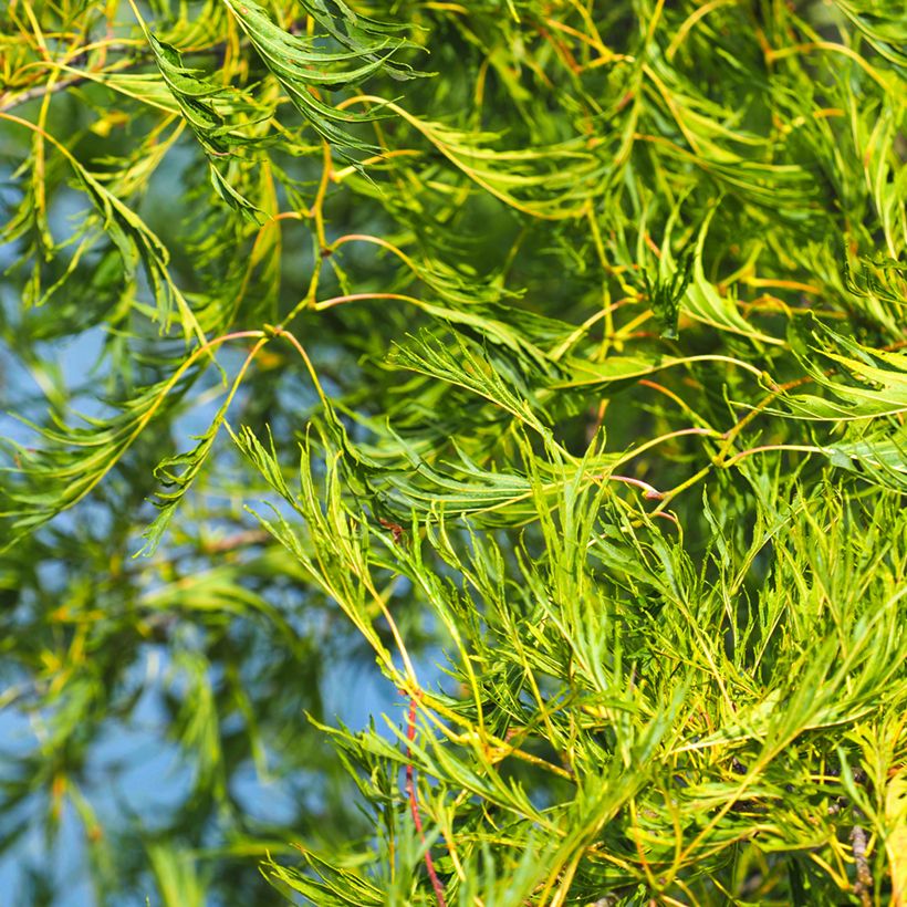 Alnus glutinosa Imperialis - Schwarz-Erle (Laub)