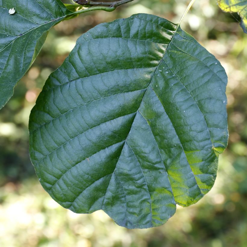 Alnus glutinosa - Schwarz-Erle (Laub)