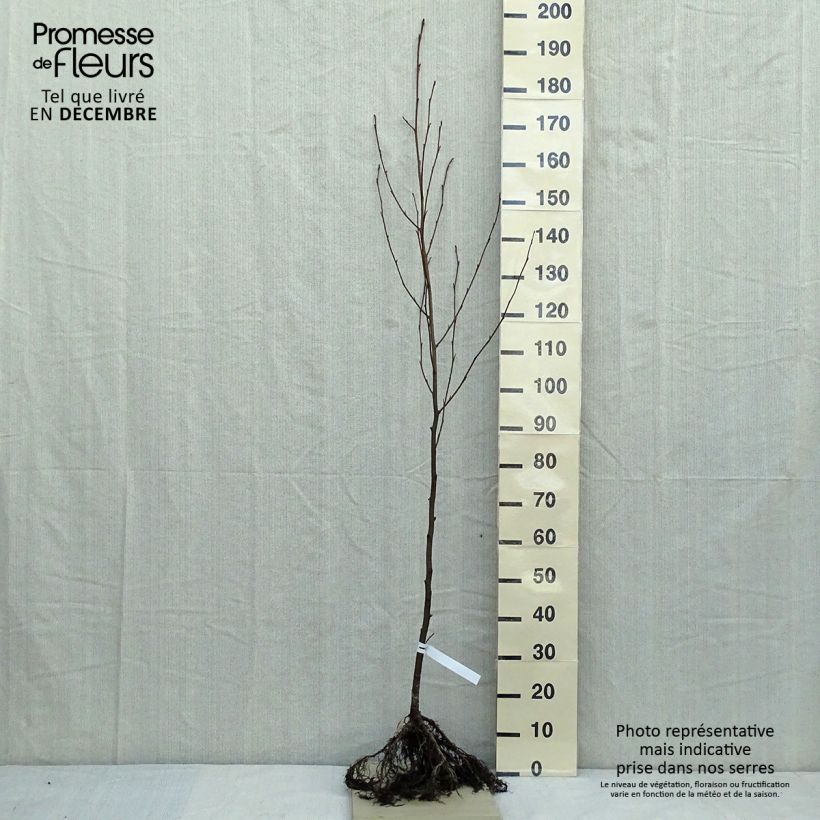 Exemplar von Alnus glutinosa - Schwarz-Erle WurzelnacktGelieferte Höhe ca. 90/120cm wie im Winter geliefert