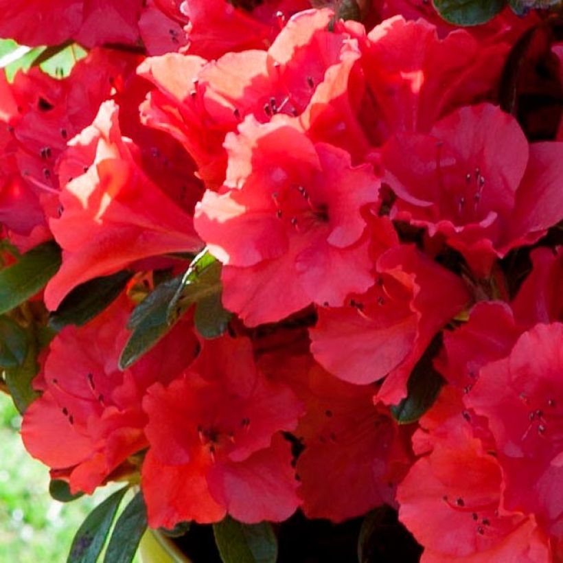 Japanische Azalee ENCORE Ruby - Azalea (Blüte)