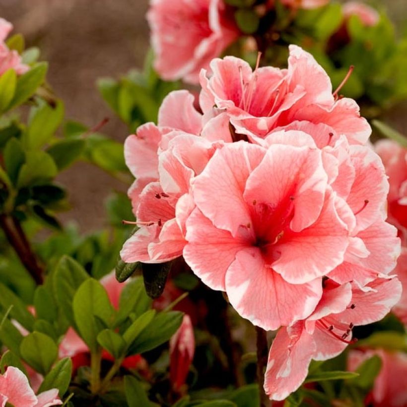 Japanische Azalee ENCORE Sunburst - Azalea (Laub)