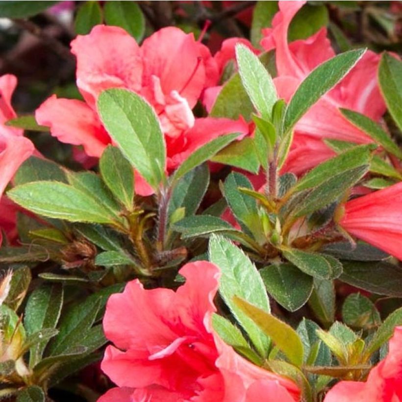 Japanische Azalee ENCORE Sunset - Azalea (Laub)