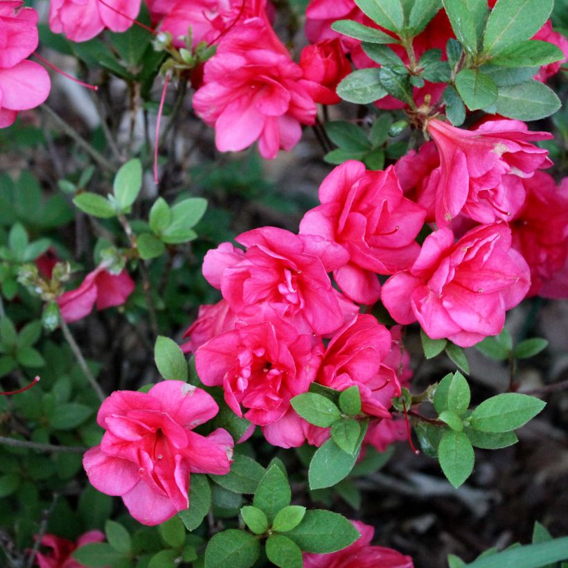 Japanische Azalee Christina - Azalea (Blüte)