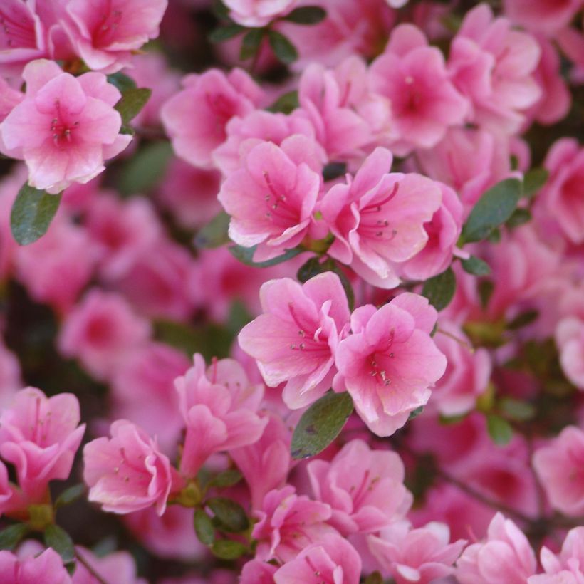 Japanische Azalee Kirin - Azalea (Blüte)