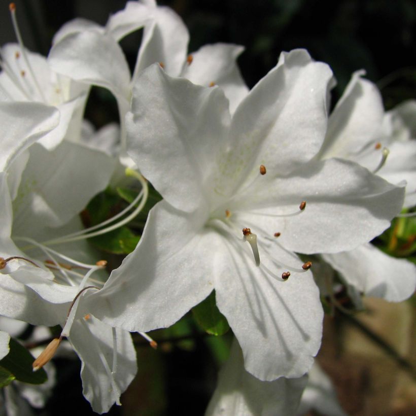 Azalea obtusum Palestrina - Japanische Azalee (Blüte)