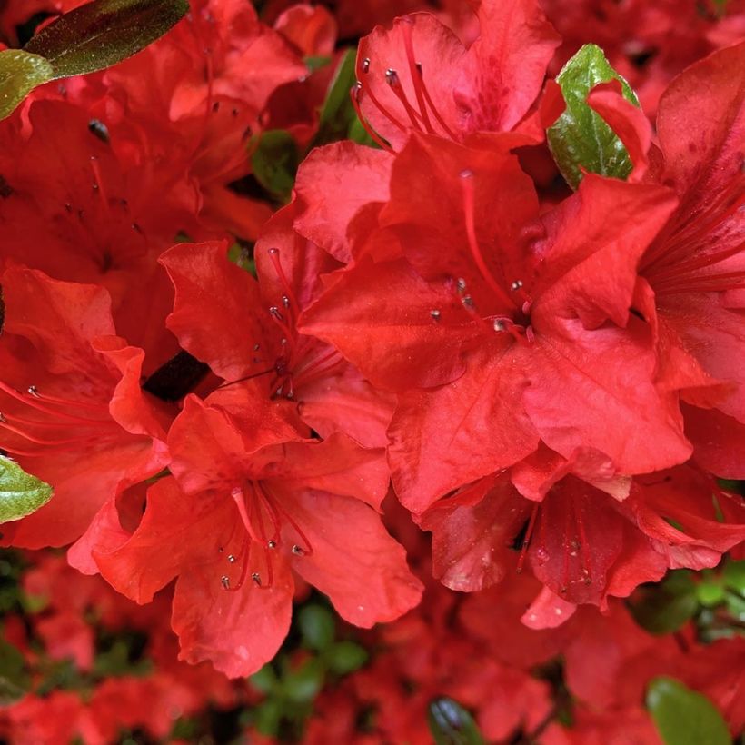 Japanische Azalee Arabesk - Azalea (Blüte)