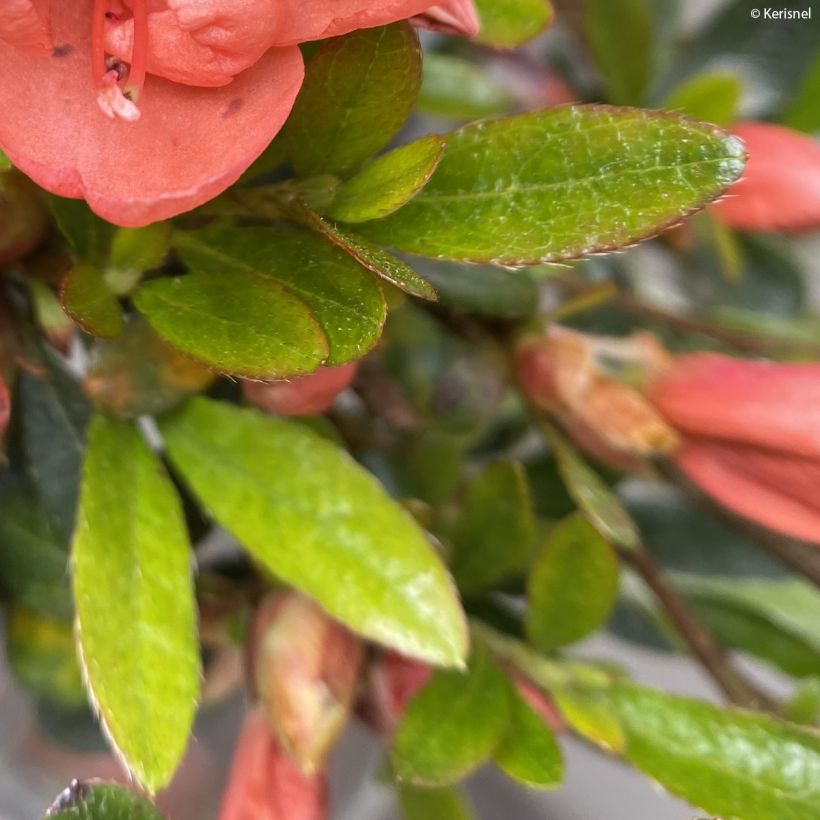 Japanische Azalee Pink Cascade - Azalea nakaharae (Laub)