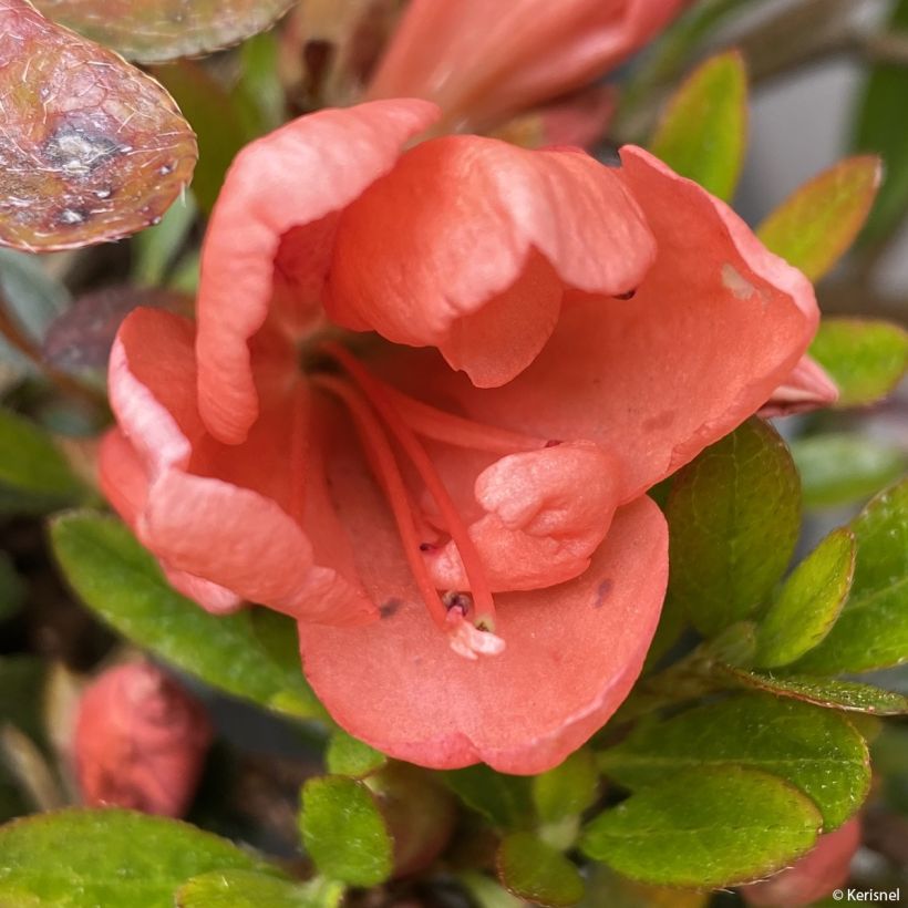 Japanische Azalee Pink Cascade - Azalea nakaharae (Blüte)