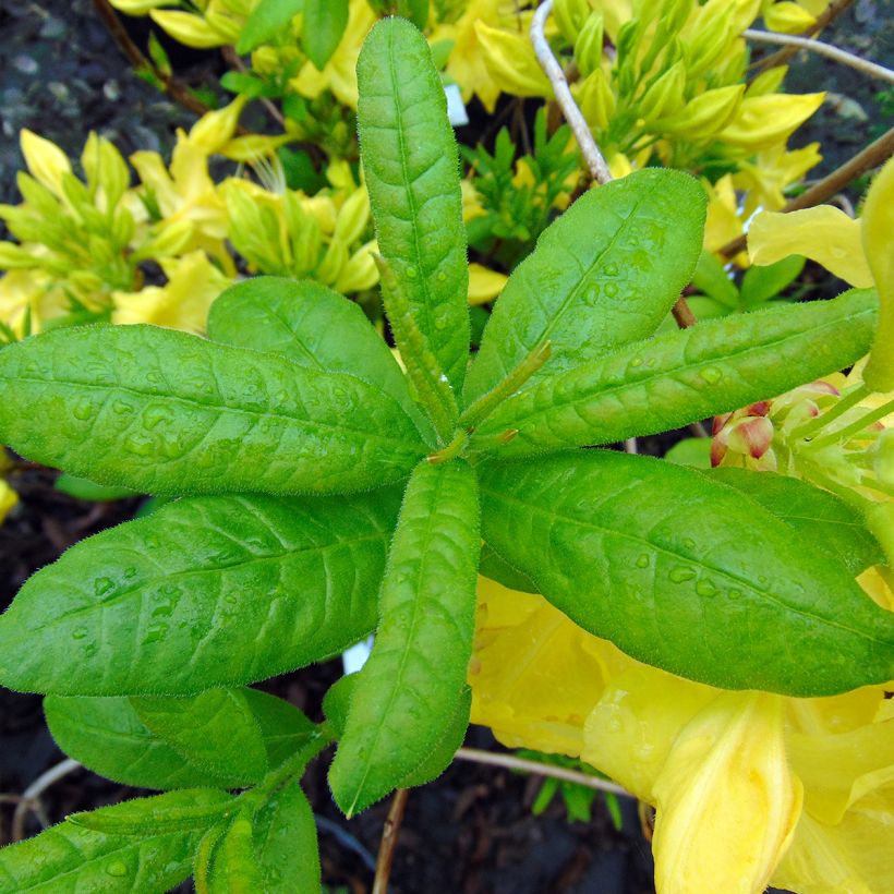 Sommergrüne Azalee Anneke - Azalea (Laub)