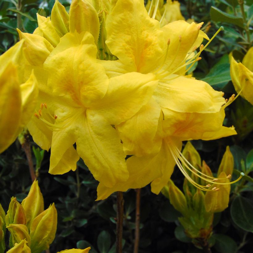 Sommergrüne Azalee Anneke - Azalea (Blüte)