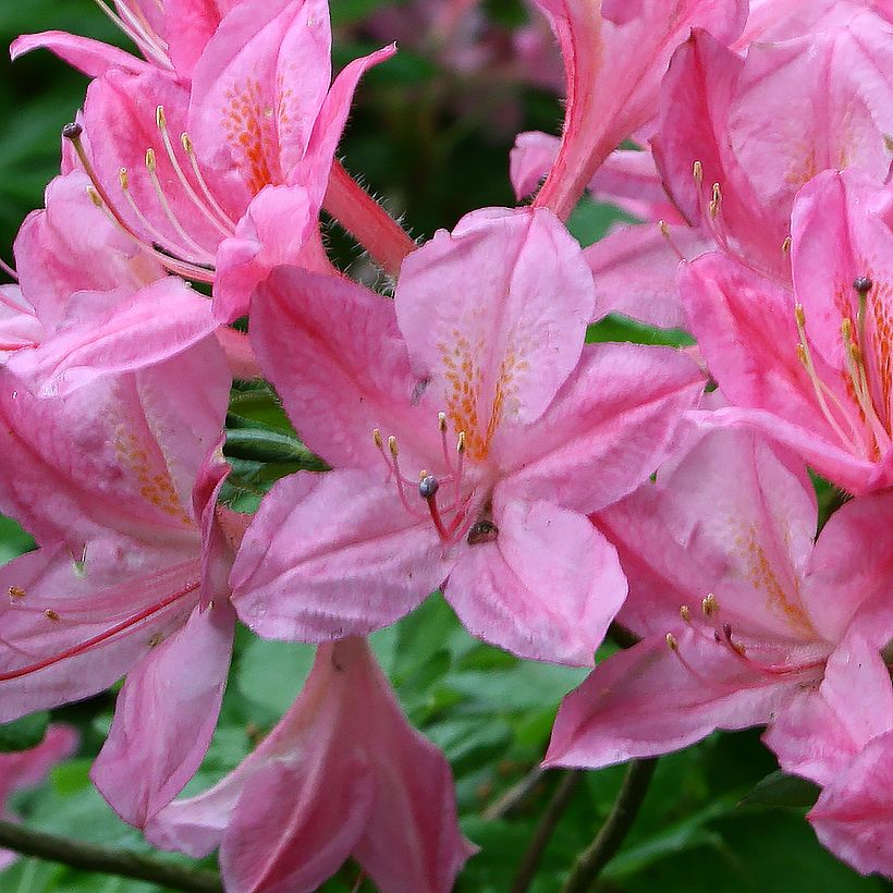 Azalea viscosum Rosata - Sommergrüne Azalee (Blüte)