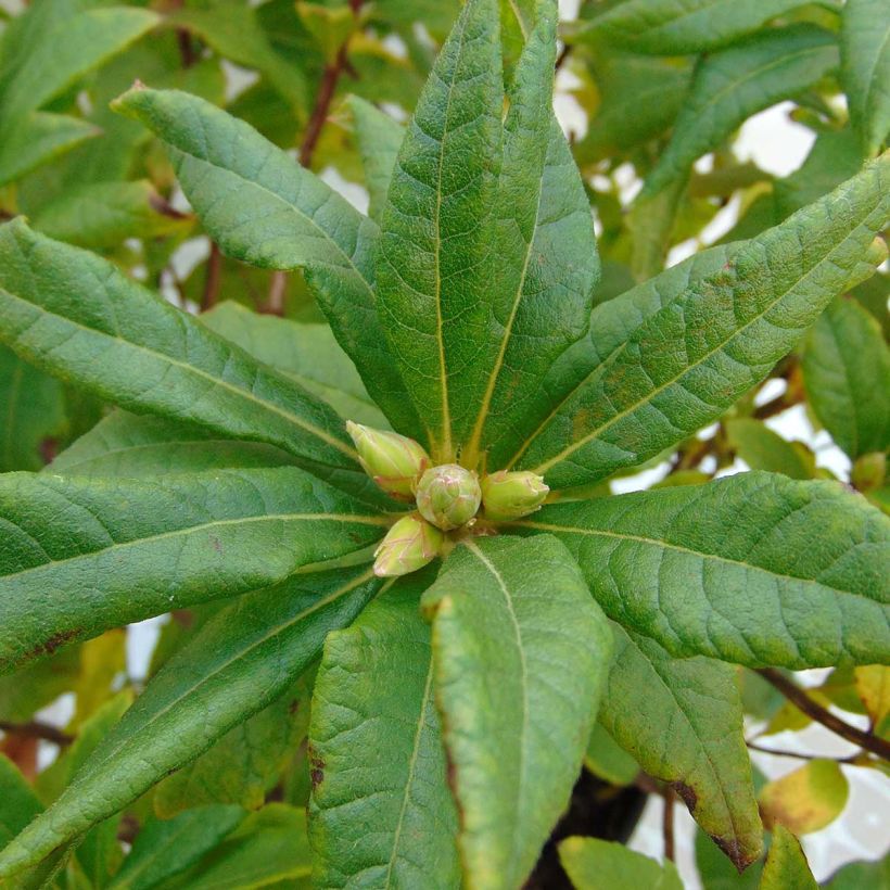 Sommergrüne Azalee Irene Koster - Azalea x occidentale im 4L./5L. Topf. (Laub)