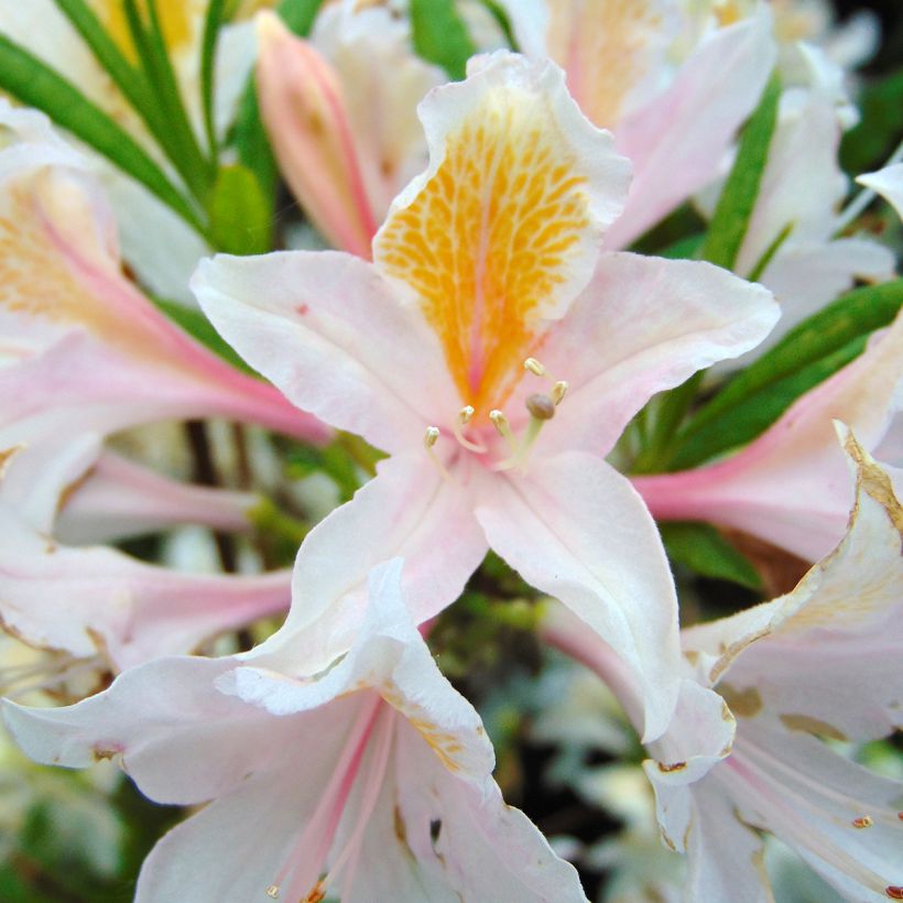 Sommergrüne Azalee Irene Koster - Azalea x occidentale im 4L./5L. Topf. (Blüte)