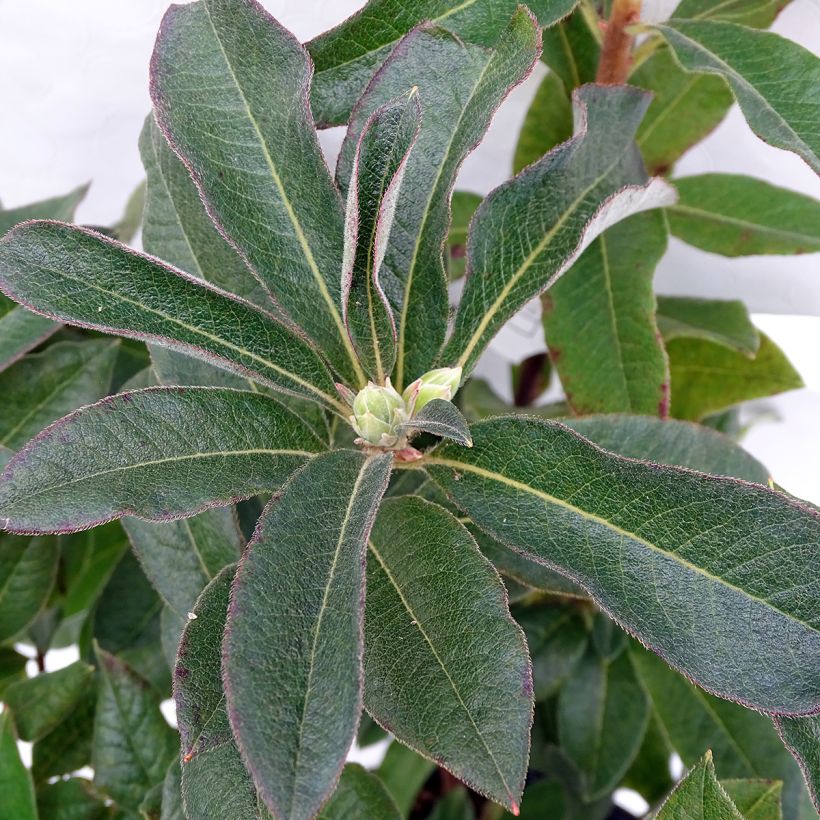 Sommergrüne Azalee Daviesii - Azalea mollis (Laub)