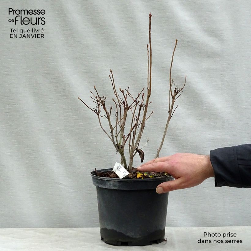 Exemplar von Azalée de Chine Delicatissima - Rhododendron (x) occidentale Pot de 4L/5L wie im Winter geliefert