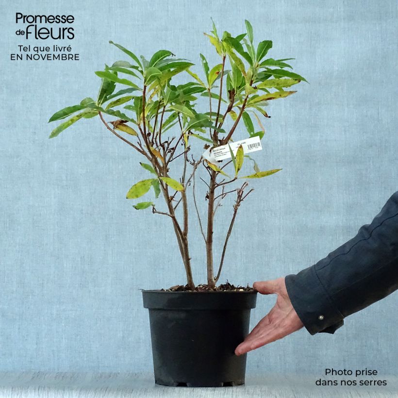 Exemplar von Azalée de Chine Delicatissima - Rhododendron (x) occidentale Pot de 4L/5L wie im Herbst geliefert