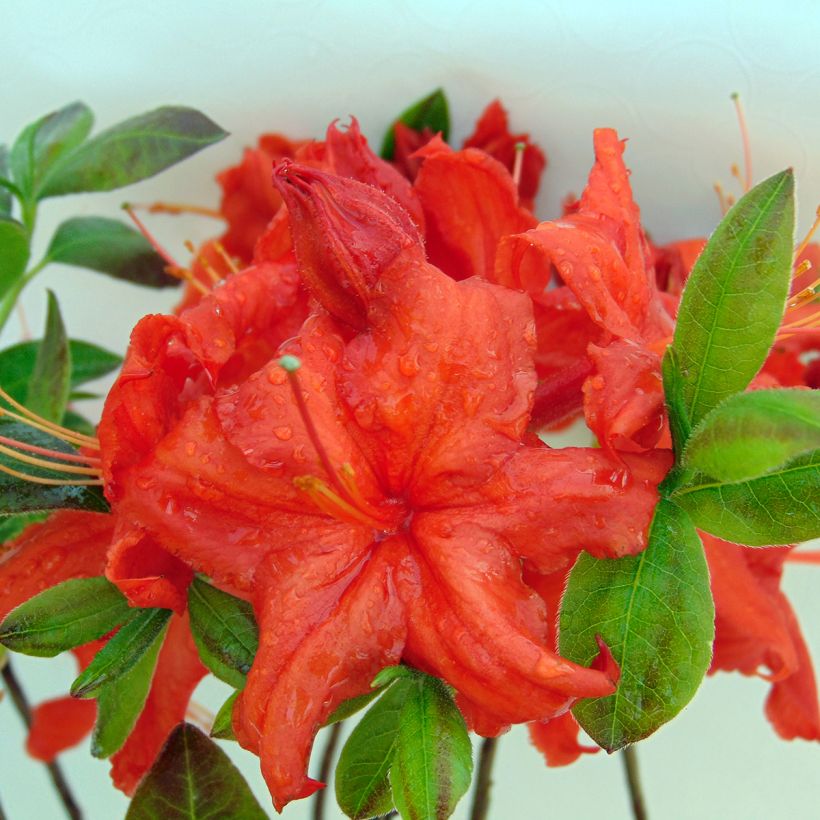 Sommergrüne Azalee Fire Ball - Azalea (Blüte)