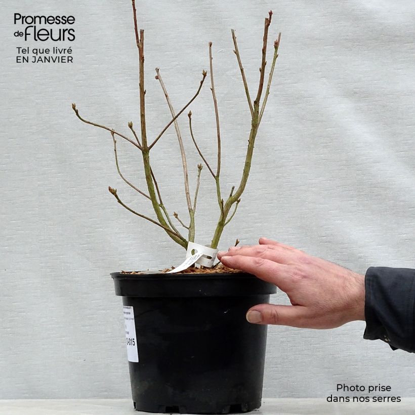 Exemplar von Azalée de Chine Homebush - Rhododendron hybride Pot de 4L/5L wie im Winter geliefert