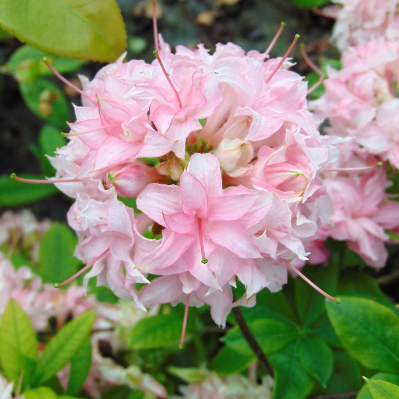 Sommergrüne Azalee Homebush - Azalea (Blüte)