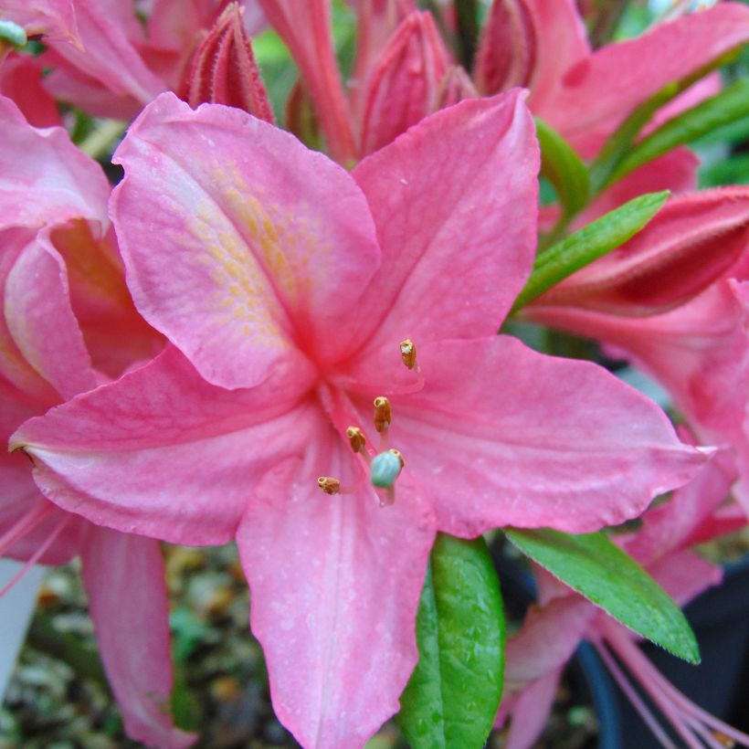 Azalea viscosum Jolie Madame - Sommergrüne Azalee (Blüte)