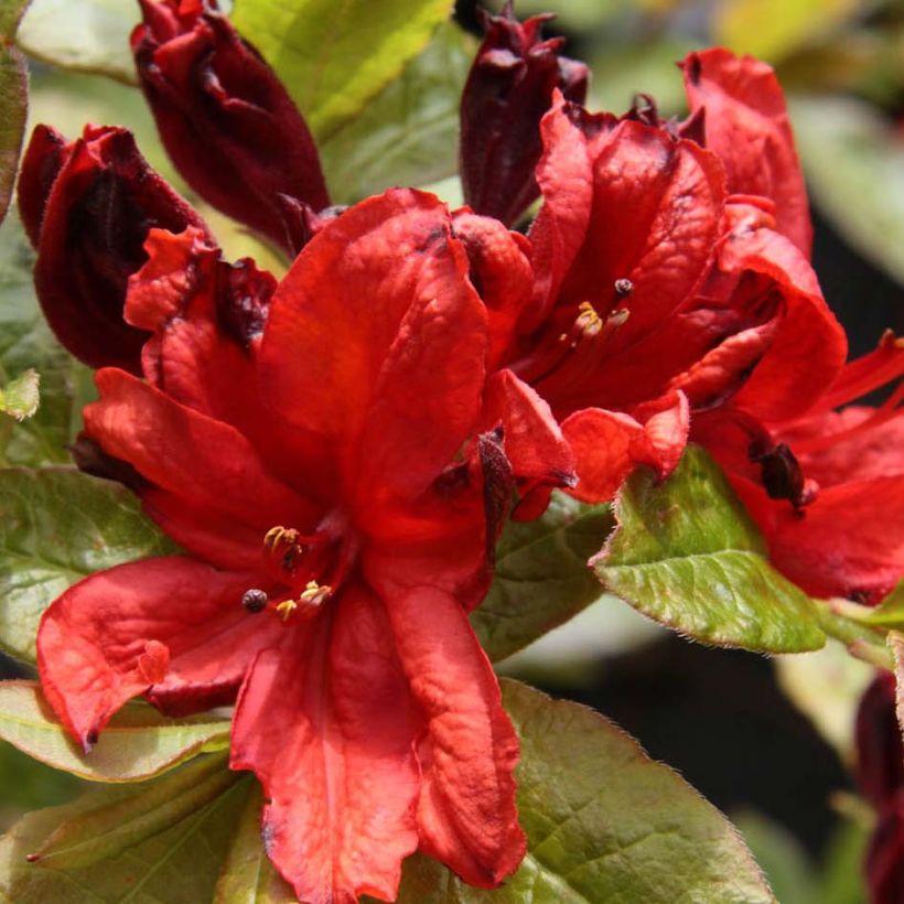 Sommergrüne Azalee Nabucco - Azalea luteum (Blüte)