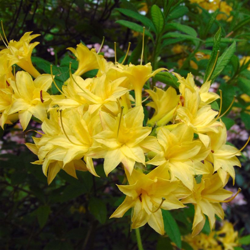 Sommergrüne Azalee Narcissiflora - Azalea luteum (Blüte)