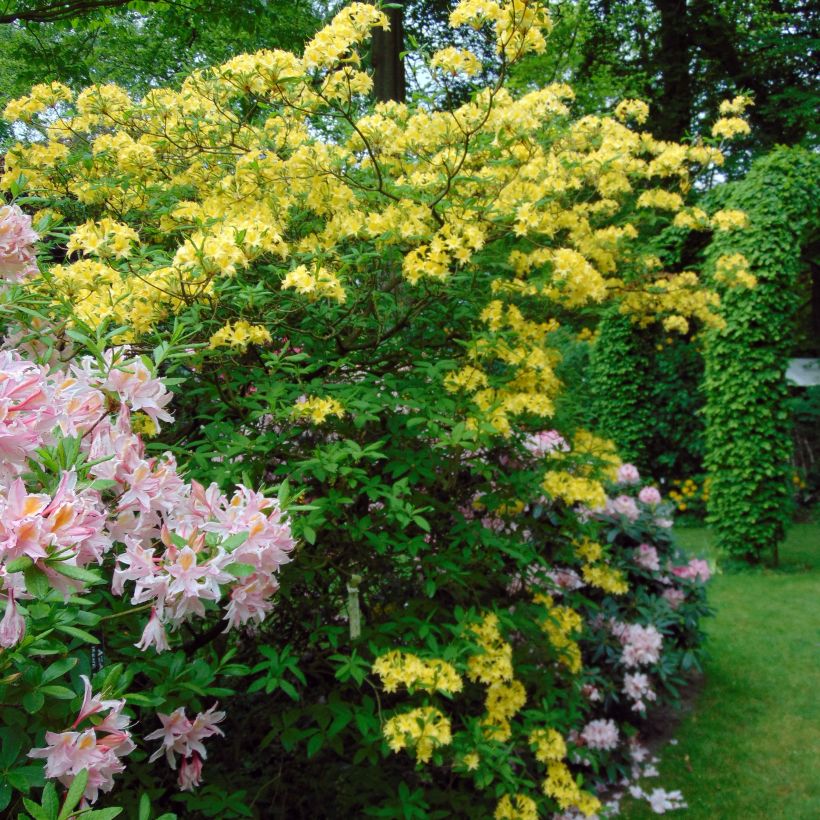 Sommergrüne Azalee Narcissiflora - Azalea luteum (Hafen)