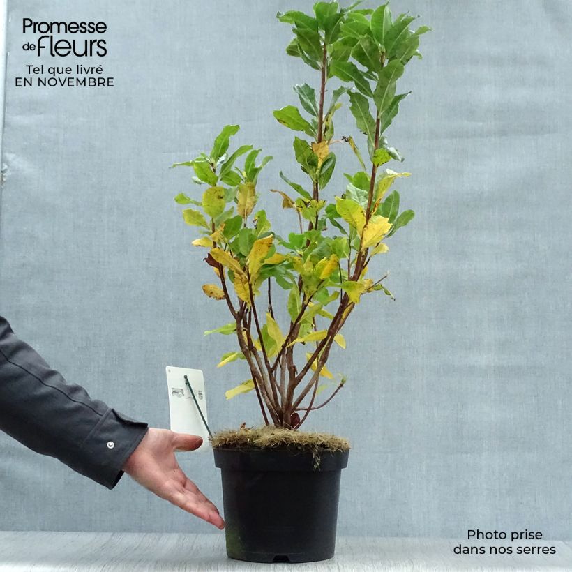 Exemplar von Azalée de Chine Persil - Azalea mollis Pot de 4L/5L wie im Herbst geliefert