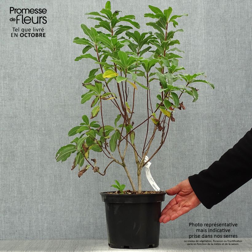 Exemplar von Azalée de Chine Peter Koster - Azalea mollis Pot de 4L/5L wie im Herbst geliefert