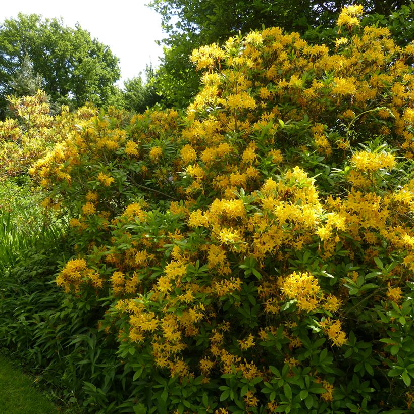 Gelbe Azalee - Azalea luteum (Hafen)